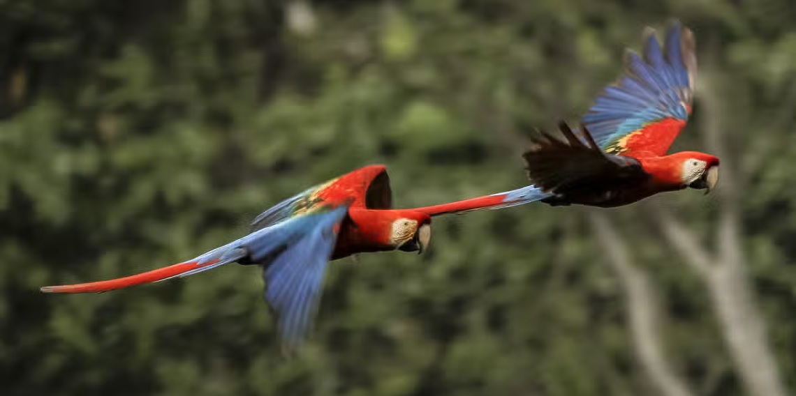 Amazonía peruana: guía práctica para perderse en la selva