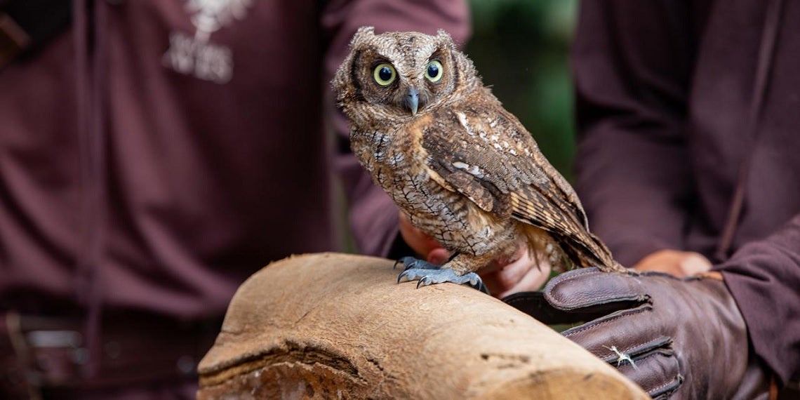 Zoo Park Foz lanza inmersión con animales silvestres
