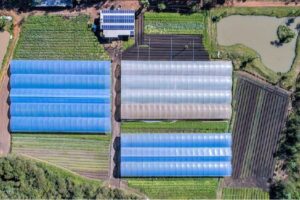 Orgânicos Turetta é referência em produção de alimentos orgânicos – foto: arquivo familiar