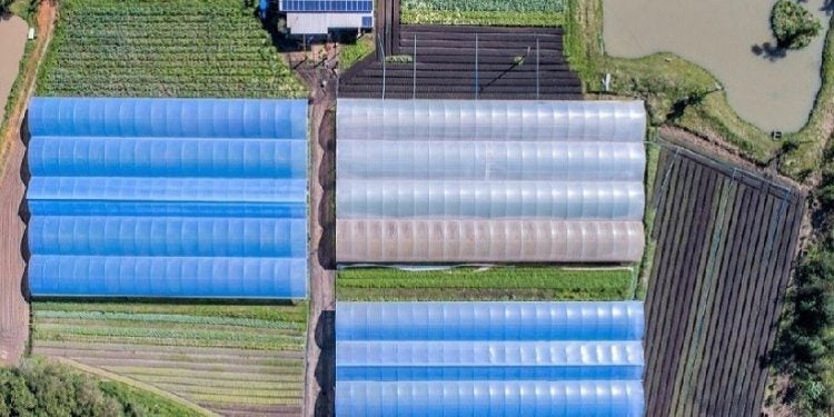 Orgânicos Turetta é referência em produção de alimentos orgânicos – foto: arquivo familiar