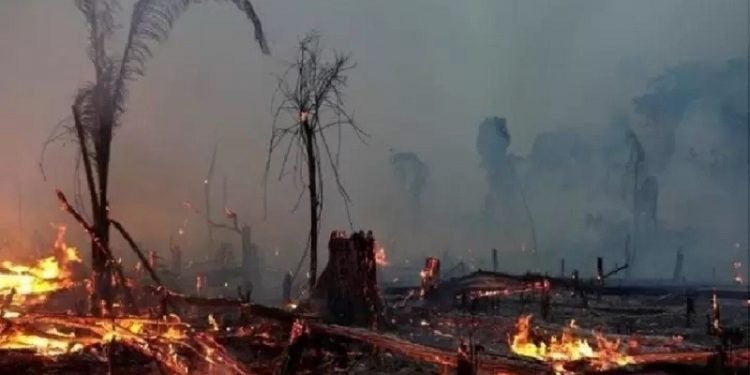 35% do desmatamento na Amazônia entre agosto de 2018 e julho de 2019 se deu em terras públicas não destinadas, categoria visada por grileiros Imagem: Reuters