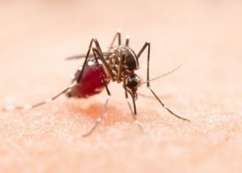 Juntos, combatemos a dengue!