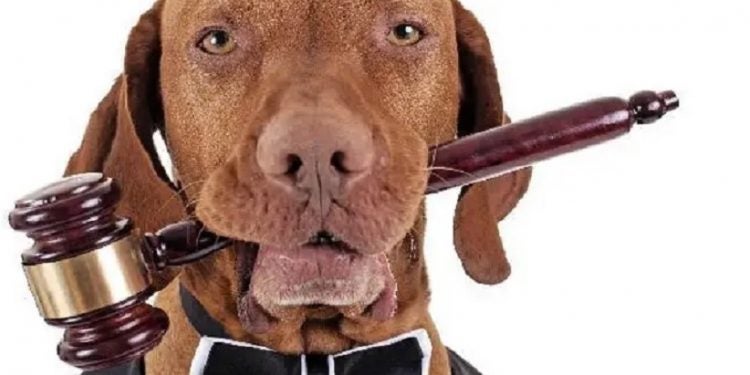 Minas Gerais promulga lei e reconhece os animais como sujeitos de direito!-fronteiralivre