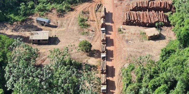 Queda neste primeiro mês de 2023 pode ser reflexo da retomada da pauta da defesa ambiental pelo governo Lula, diz entidade