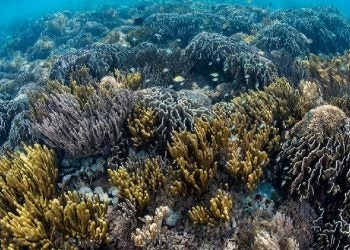 Um recife de coral saudável na Indonésia (Imagem: Alamy)