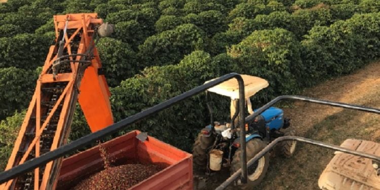 Colheita Do Café-fronteiralivre