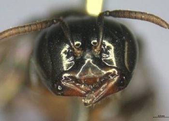 Abelha-limão. Foto: Divulgação.
