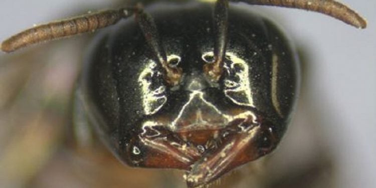 Abelha-limão. Foto: Divulgação.