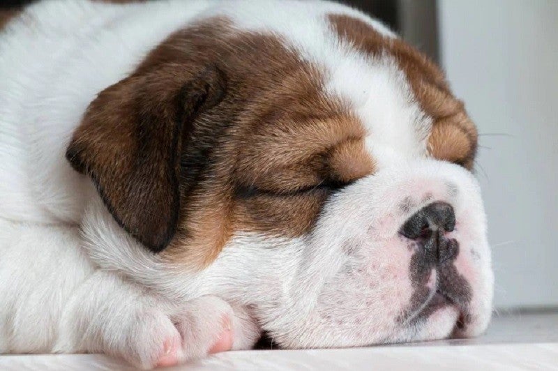 Peculiaridades presentes nessas raças de cães causam sofrimento e diminuem o bem-estar dos animais.  Foto: Pixabay