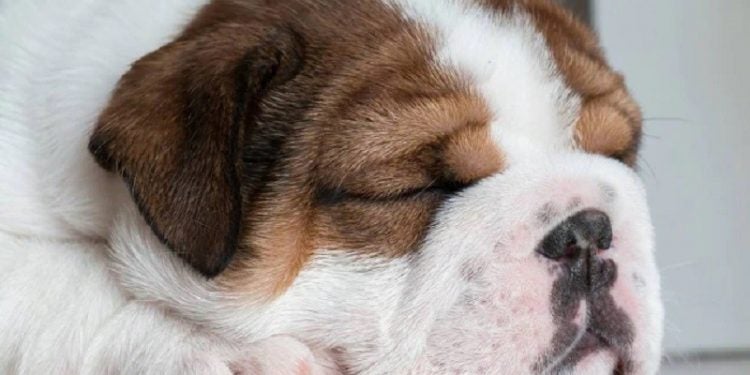 Peculiaridades presentes nessas raças de cães causam sofrimento e diminuem o bem-estar dos animais.  Foto: Pixabay