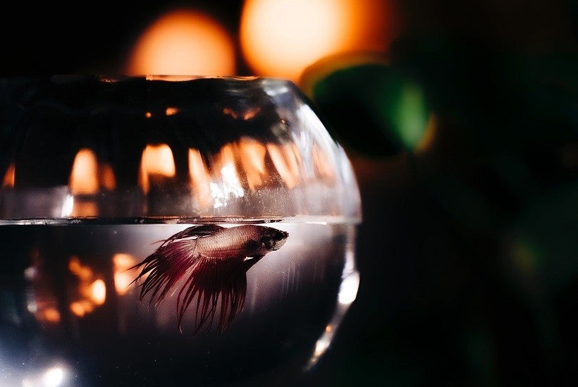Foto: Migs Reyes/Pexels