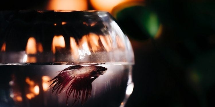 Foto: Migs Reyes/Pexels