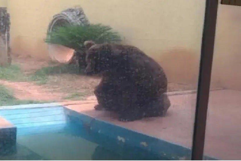 Urso Robinho no Zoológico de Goiânia. (Foto: Reprodução)
