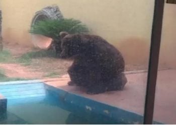 Urso Robinho no Zoológico de Goiânia. (Foto: Reprodução)