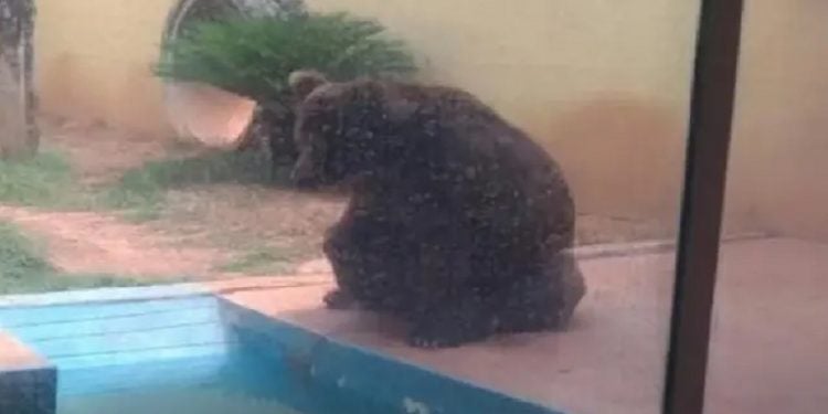 Urso Robinho no Zoológico de Goiânia. (Foto: Reprodução)