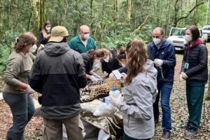 Legenda: Equipe da Itaipu deu apoio na sedação e manipulação do animal para a coleta do material biológico. Crédito: Divulgação Onças do Iguaçu