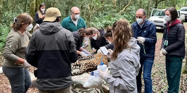 Legenda: Equipe da Itaipu deu apoio na sedação e manipulação do animal para a coleta do material biológico. Crédito: Divulgação Onças do Iguaçu