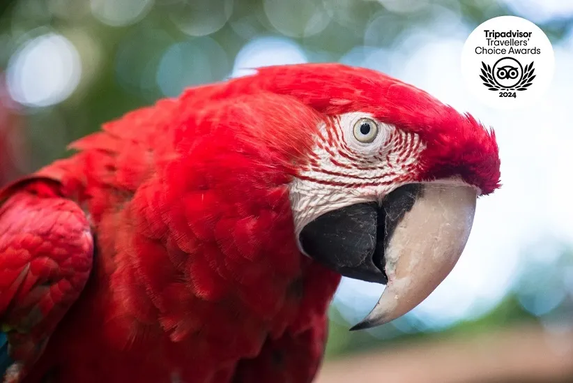Foto: Divulgação/Parque das Aves