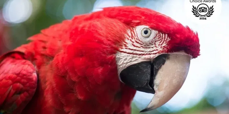 Foto: Divulgação/Parque das Aves