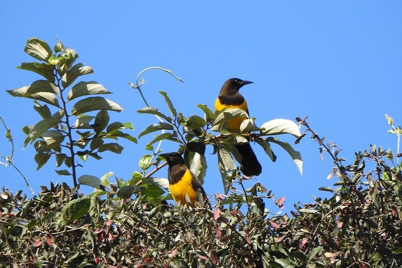 Pseudoleistes guirahuro - Chopim-do-banhado - Luciana Chiyo