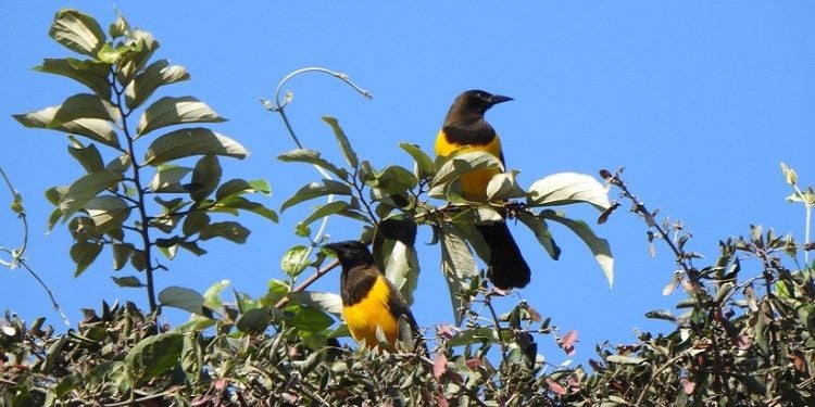 Pseudoleistes guirahuro - Chopim-do-banhado - Luciana Chiyo