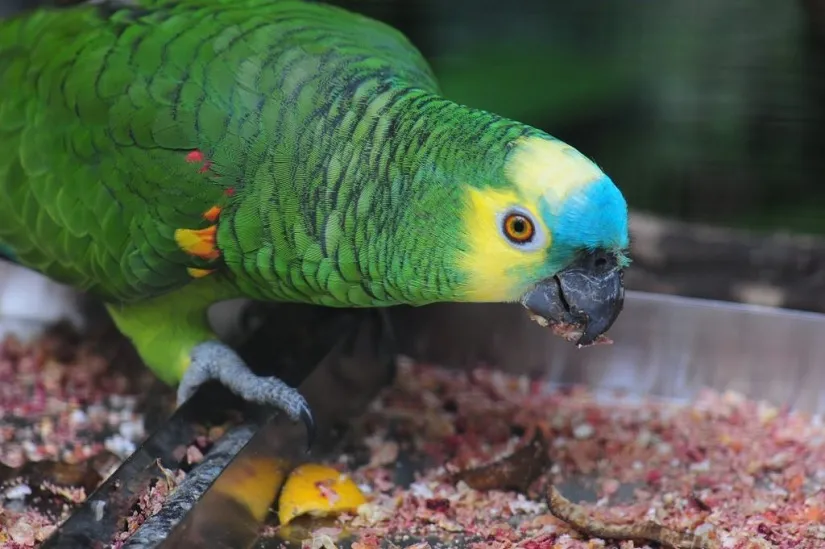 Foto: Divulgação/Parque das Aves