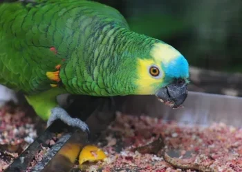 Foto: Divulgação/Parque das Aves