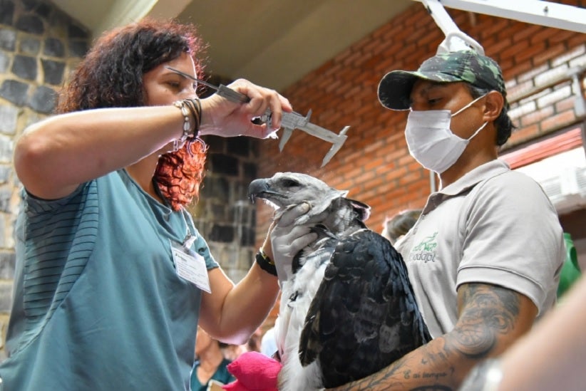No Refúgio Bela Vista, estudos com os animais ajudam na preservação. Foto: Rubens Fraulini/Itaipu Binacional