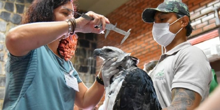 No Refúgio Bela Vista, estudos com os animais ajudam na preservação. Foto: Rubens Fraulini/Itaipu Binacional