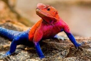 "Lagarto-aranha" é espécie exclusiva da África — Foto: Reprodução/Internet