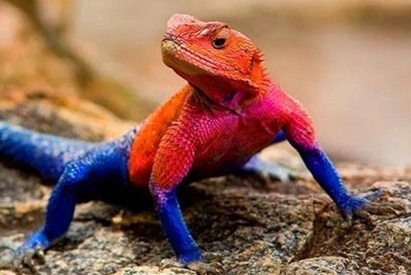 "Lagarto-aranha" é espécie exclusiva da África — Foto: Reprodução/Internet