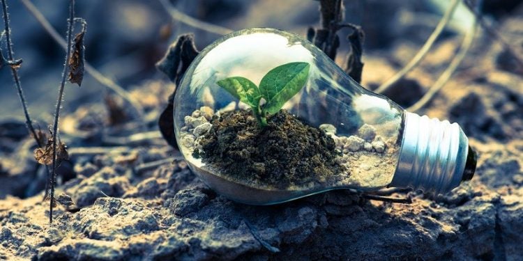 Composto pode ser usado no plantio de flores, hortaliças ou árvores - Foto: Singkham/Pexels