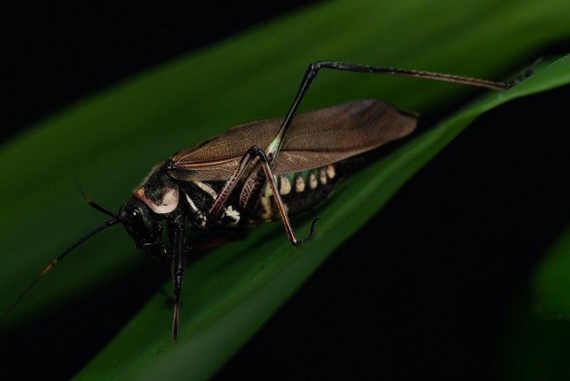 Scaphura nigra mimetiza espécies de vespas na morfologia, coloração e comportamento - Foto: Marcos Fianco