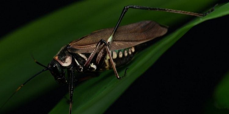 Scaphura nigra mimetiza espécies de vespas na morfologia, coloração e comportamento - Foto: Marcos Fianco
