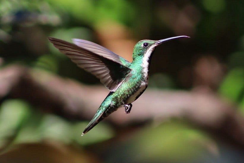 Foto: Divulgação/Parque das Aves