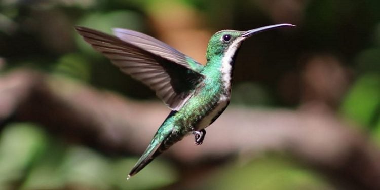 Foto: Divulgação/Parque das Aves
