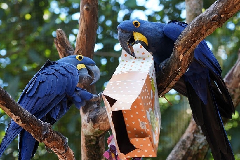 Foto: Divulgação/Parque das Aves