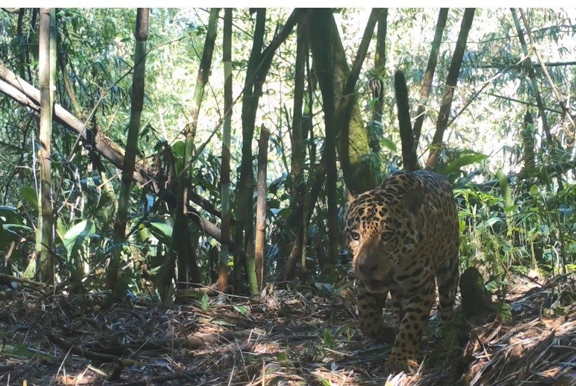 Foto: Programa Grandes Mamíferos da Serra do Mar