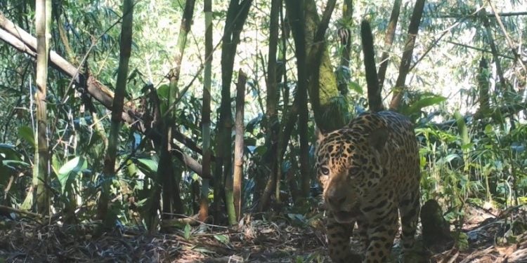 Foto: Programa Grandes Mamíferos da Serra do Mar