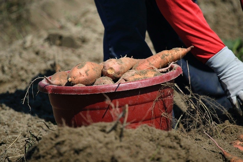 Foto: Mark Stebnicki/Pexels