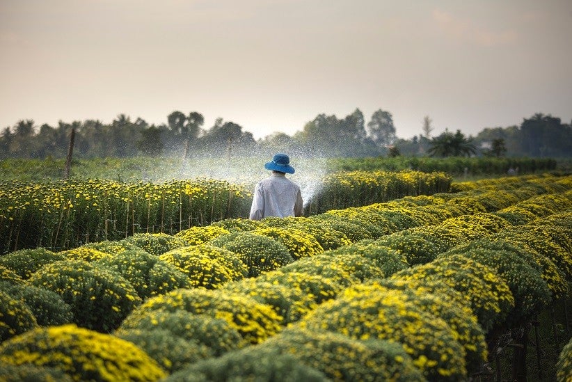 Foto: Quang Nguyen Vinh/Pexels