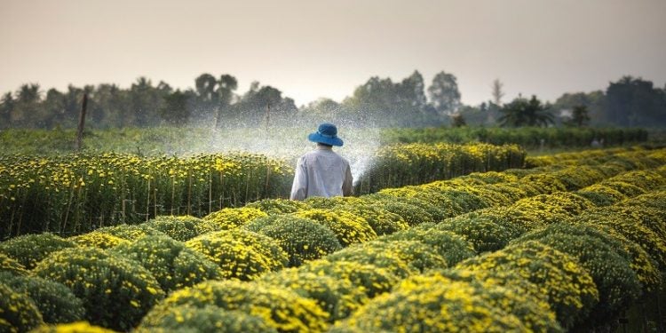 Foto: Quang Nguyen Vinh/Pexels