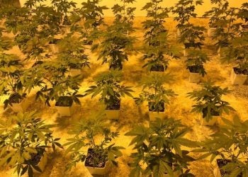 Clube de cultivo de cannabis em Montevidéu: Foto - João Fontoura