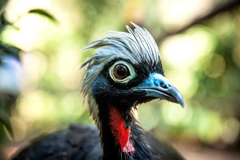 Jacutinga - Fotos: Parque das Aves