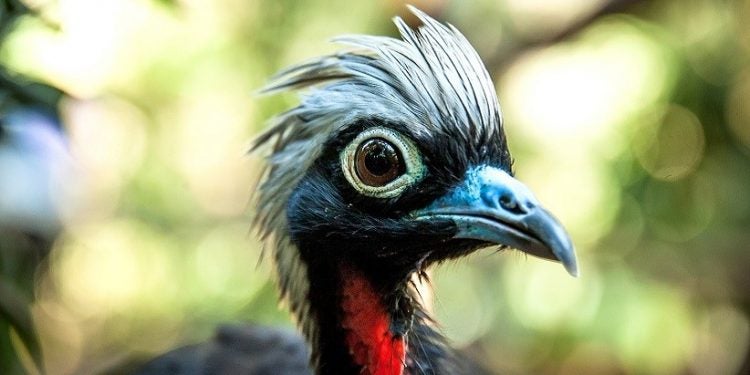 Jacutinga - Fotos: Parque das Aves