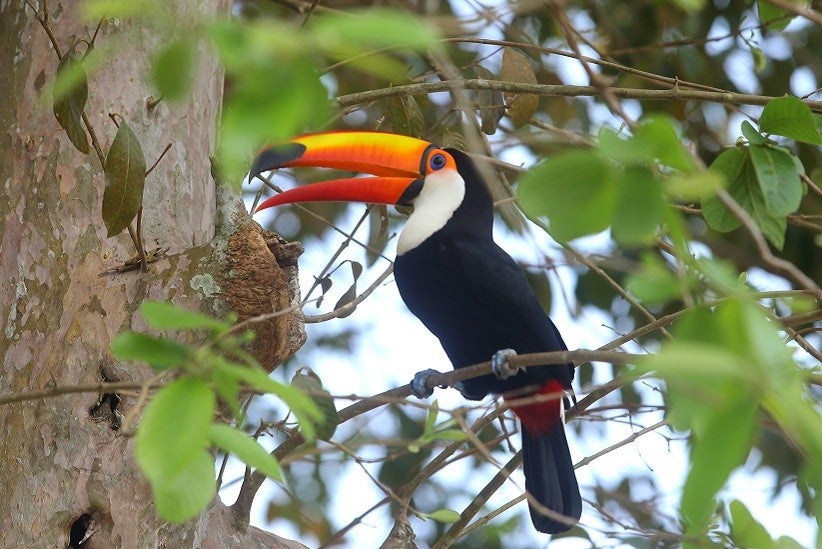 Crédito das fotografias: Nilton Rolin