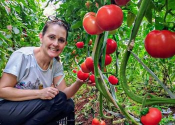 Produção orgânica de tomates. Foto: Arquivo DRS