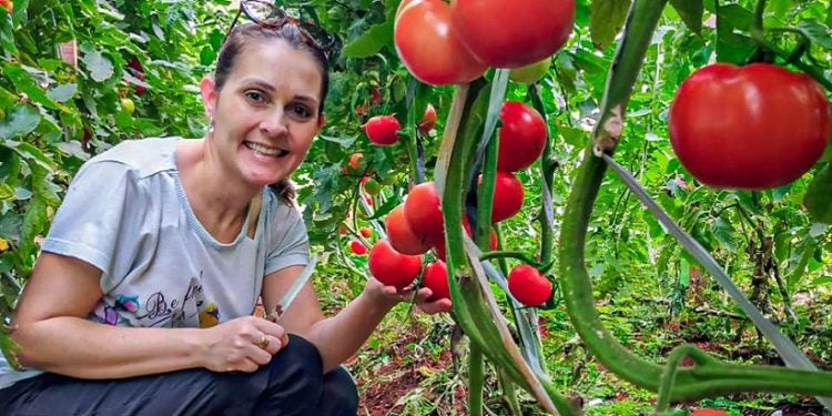Produção orgânica de tomates. Foto: Arquivo DRS