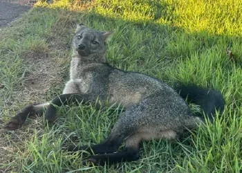 Cachorro-do-mato encontrado na Vila Vitorassi. Foto: Divulgação/Polícia Ambiental