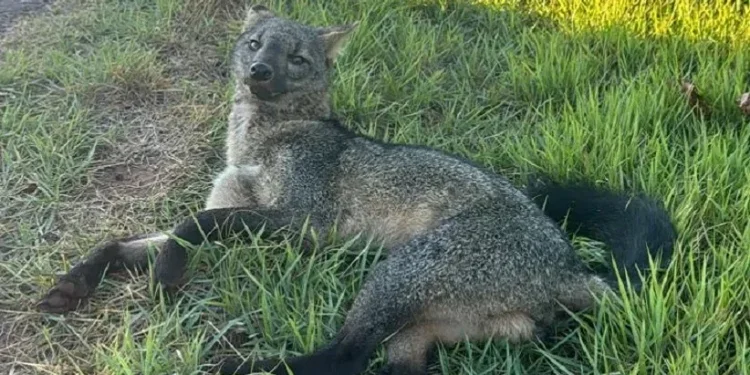 Cachorro-do-mato encontrado na Vila Vitorassi. Foto: Divulgação/Polícia Ambiental